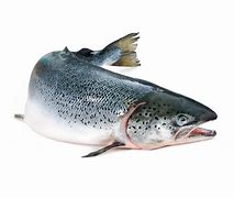 Salmon boneless  (Fillet)
