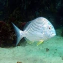 Goldline Bream Fish (Kapartan)