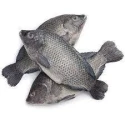 Tilapia Fish (Daiyya)